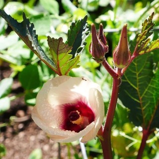 Hạt giống Đậu Bắp Đỏ quả to  siêu năng -Red Okra Seeds  -20 hạt