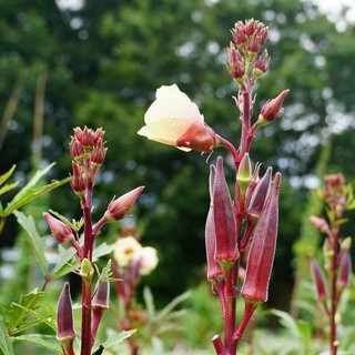 Hạt giống Đậu Bắp Đỏ quả to  siêu năng -Red Okra Seeds  -20 hạt