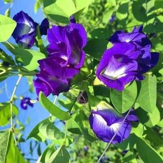 Hạt Giống Hoa Đậu Biếc Kép Dinh Dưỡng, Dễ Trồng -Butterfly Pea Seed - 20viên