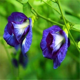 Hạt Giống Hoa Đậu Biếc Kép Dinh Dưỡng, Dễ Trồng -Butterfly Pea Seed - 20viên