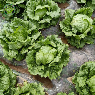 Hạt  giống xà lách giòn Iceberg xanh-Iceberg Lettuce-700 hạt