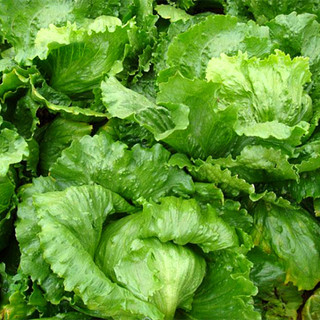 Hạt  giống xà lách giòn Iceberg xanh-Iceberg Lettuce-700 hạt