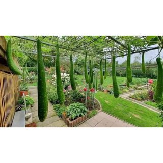 hạt giống BẦU SAO LAI siêu dễ trồng- gói 10 hạt
