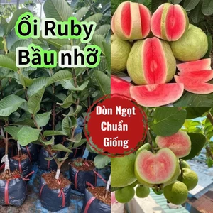 Bầu Giống Ổi RuBy Chuẩn Xịn Ăn Dòn Ngọt, Bầu Nhỡ Nhanh Ra Quả