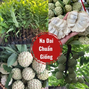 Bầu Giống Na Dai Lạng Sơn Dẻo Ngọt, Thơm Lừng Rất Dễ Trồng Ăn Cực Ngon