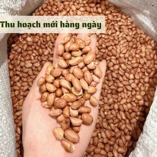 [500Gr] Đậu Phộng Sẻ HỒN QUẢNG (Đậu Sống) - Hữu Cơ Chắc Hạt, Thơm Béo Nấu Xôi, Làm Muối Vừng, Ép Dầu