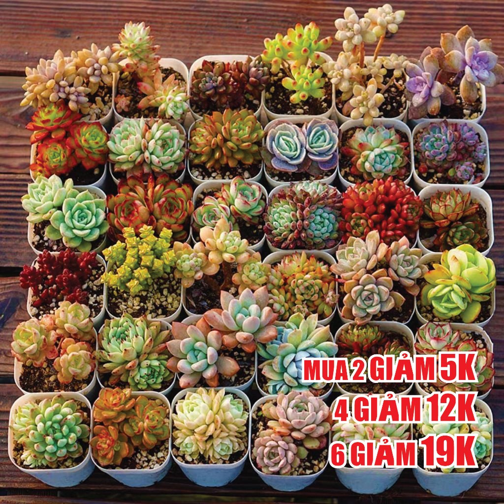[CHỌN MẪU] SEN ĐÁ MINI (sen vỉ) 3-5 cm các loại, siêu khỏe, trang trí nhà cửa, sân vườn, xuất sứ ĐÀ LẠT, Lỗi 1 đổi 1