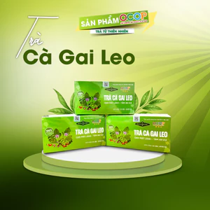 Trà cà gai leo túi lọc đạt chuẩn OCOP