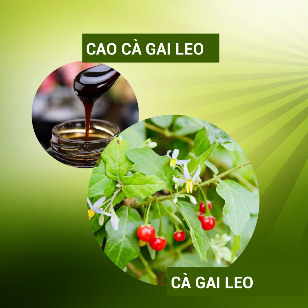 Trà cà gai leo túi lọc thanh lọc - thải độc gan