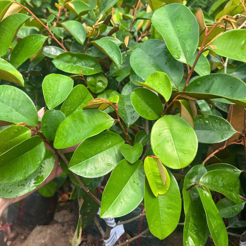 Cây Giống Vú Sữa Bơ Hồng – Giống Cao Sản, Trái To Thịt Dày Béo Ngọt, Ít Mủ, Dễ Trồng, Sai Trái