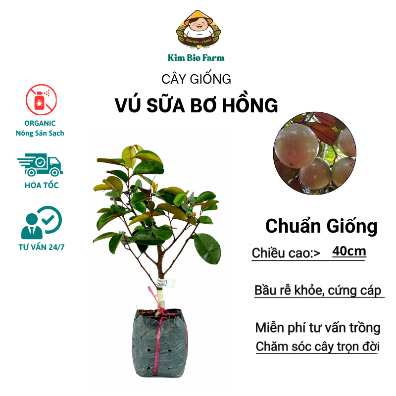 Cây Giống Vú Sữa Bơ Hồng – Giống Cao Sản, Trái To Thịt Dày Béo Ngọt, Ít Mủ, Dễ Trồng, Sai Trái