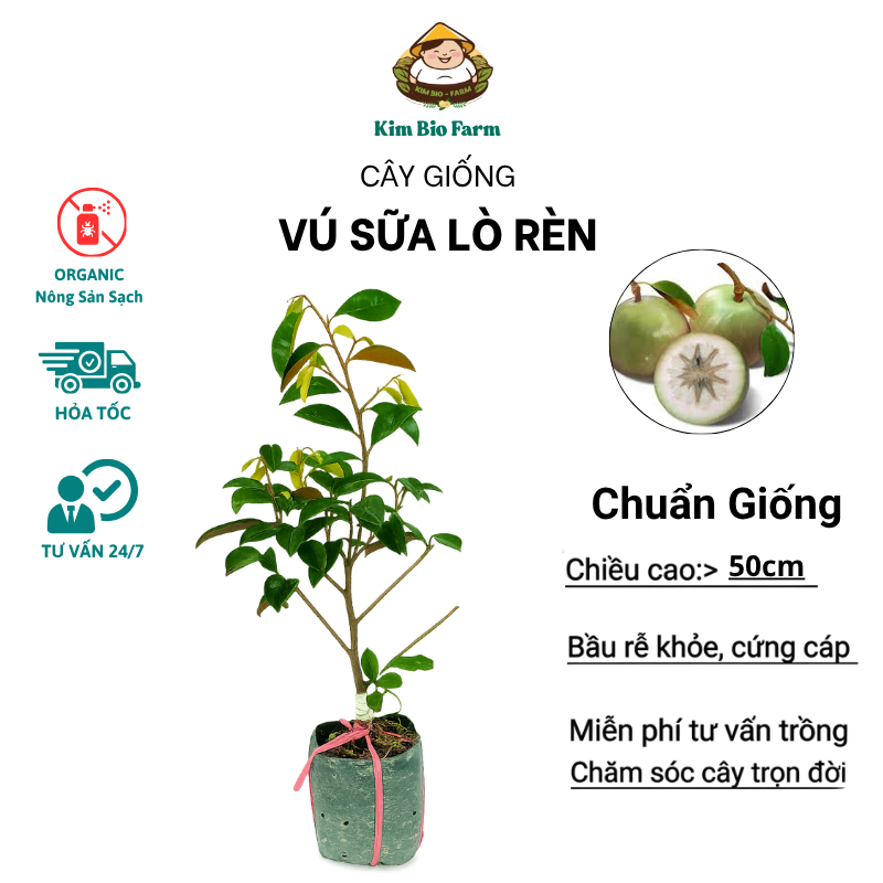 Cây Giống Vú Sữa Lò Rèn – Giống Chuẩn F1, Trái To Ngọt Mát, Thịt Dày Ít Mủ, Dễ Trồng Tại Nhà