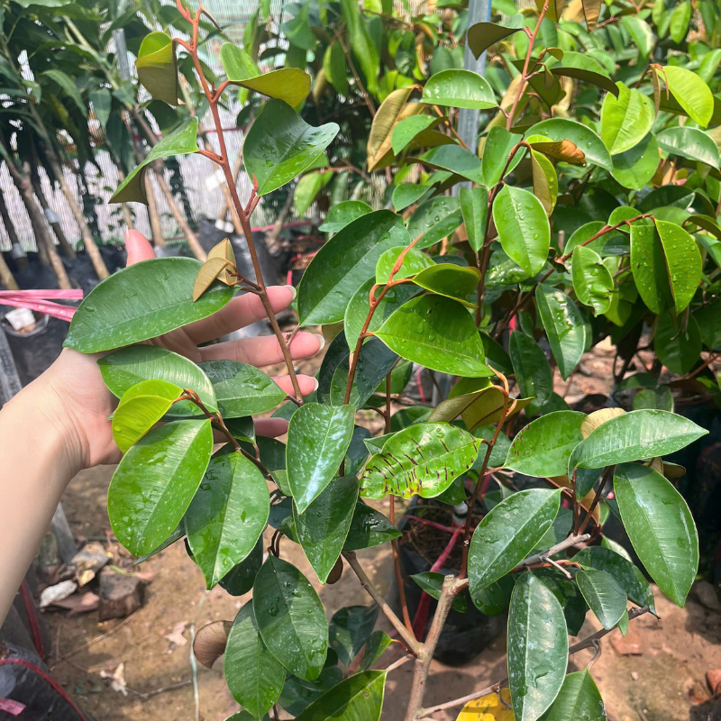 Cây Giống Vú Sữa Lò Rèn – Giống Chuẩn F1, Trái To Ngọt Mát, Thịt Dày Ít Mủ, Dễ Trồng Tại Nhà