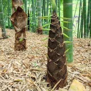Hạt  giống tre Moso cho Măng  -Moso bamboo seeds-25viên