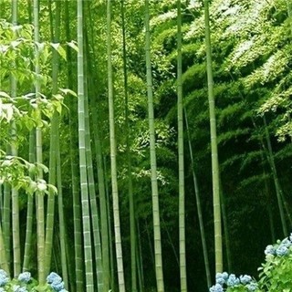 Hạt  giống tre Moso cho Măng  -Moso bamboo seeds-25viên