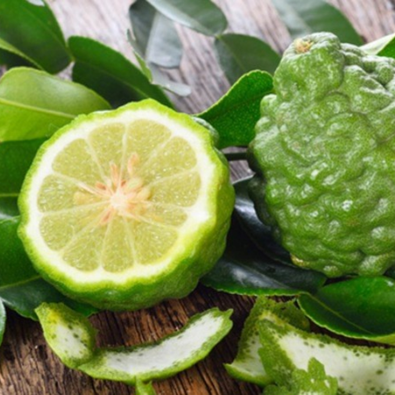 Cây Giống Chanh Chúc F1 – Giống Chuẩn, Trái Thơm Đậm Vị, Sai Trái, Dễ Trồng, Phù Hợp Trồng Chậu