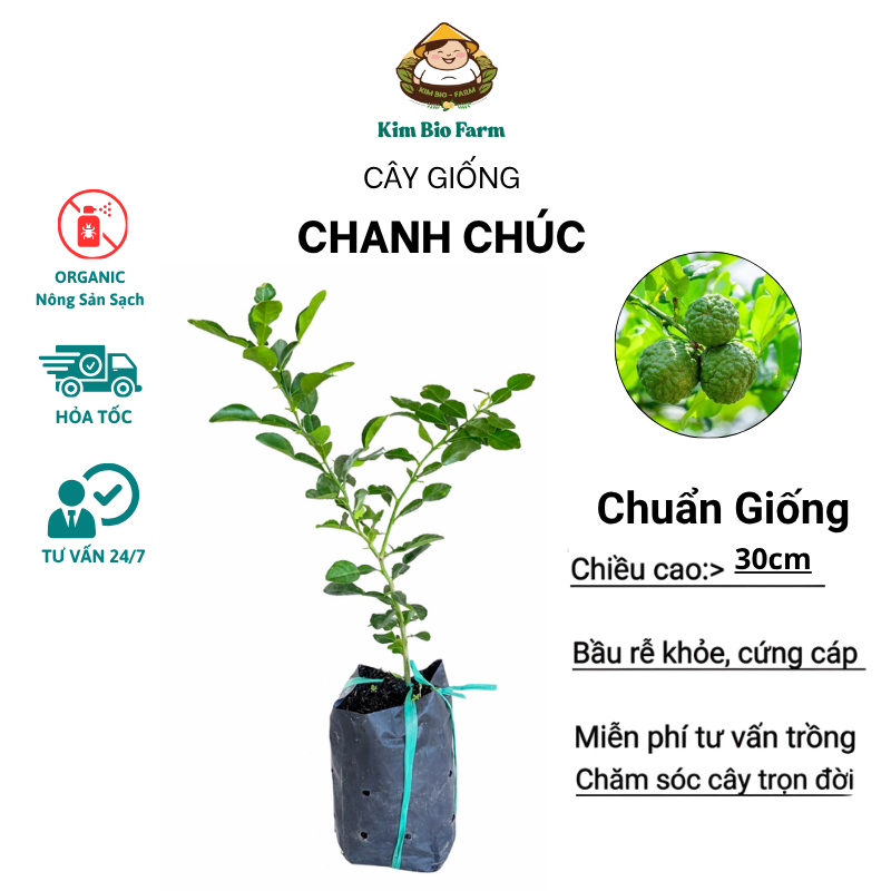 Cây Giống Chanh Chúc F1 – Giống Chuẩn, Trái Thơm Đậm Vị, Sai Trái, Dễ Trồng, Phù Hợp Trồng Chậu