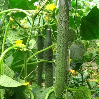 Hạt giống dưa chuột  siêu trái  -Long Cucumber-30viên