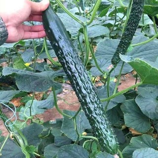 Hạt giống dưa chuột  siêu trái  -Long Cucumber-30viên