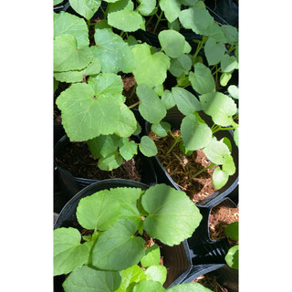 Combo 3 chậu cây đậu bắp - chậu 3 cây-nhanh ra trái