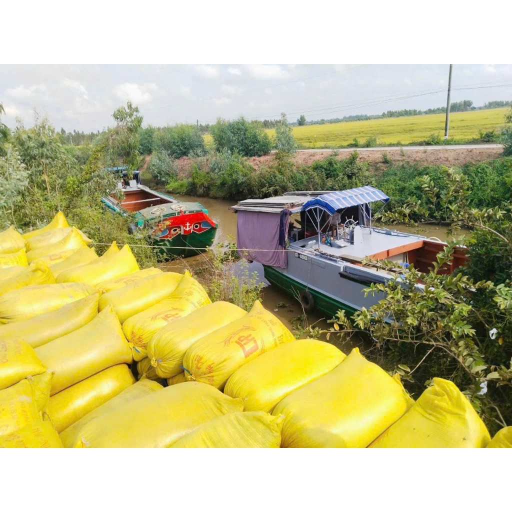 Gạo Thơm ST21 ( Xát Mộc ) không đánh bóng, hạt đục, DẺO VỪA, MỀM, THƠM - không chất tạo mùi, không chống mọt