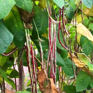 Hạt giống đậu đũa dễ trồng- Multicolour Pole Sitao Seeds-10viên