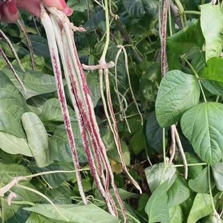 Hạt giống đậu đũa dễ trồng- Multicolour Pole Sitao Seeds-10viên