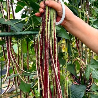 Hạt giống đậu đũa dễ trồng- Multicolour Pole Sitao Seeds-10viên