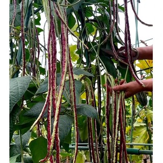 Hạt giống đậu đũa dễ trồng- Multicolour Pole Sitao Seeds-10viên