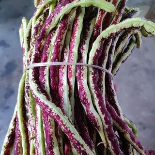 Hạt giống đậu đũa dễ trồng- Multicolour Pole Sitao Seeds-10viên