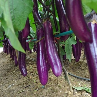 Hạt giống cà tím dài siêu trái -EGGPLANT SEEDS-200Hạt