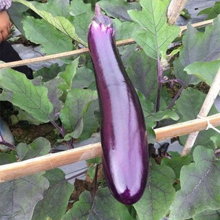 Hạt giống cà tím dài siêu trái -EGGPLANT SEEDS-200Hạt