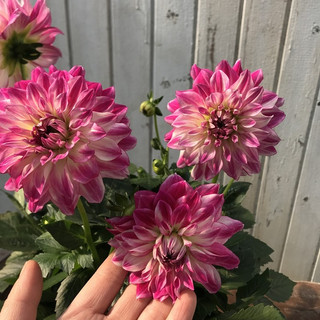 Hạt giống hoa thược dược  nhiều màu  - Dahlia Flower Seeds-100viên