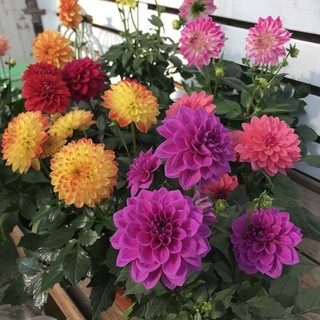 Hạt giống hoa thược dược  nhiều màu  - Dahlia Flower Seeds-100viên