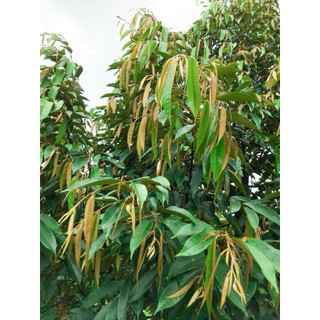 1kg Humic Acid Mỹ 95% Diamond Grow giúp cây ra lá, nở bụi chuyên cho cây rau, cây ăn trái, cây sầu riêng