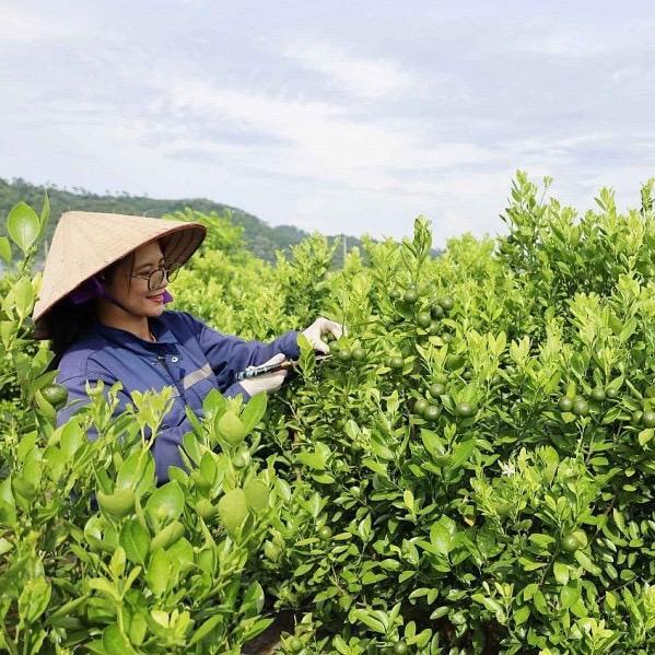 Nước Cốt Quất Đường Phèn Từ Vườn VietGAP 3.6ha -  500ml