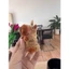 Móc khóa cabyara treo balo cho bé đi học siêu cute