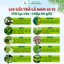 120 Gói Trà Lá Nam 10 Vị Thảo Dược Zone Dạng Nghiền