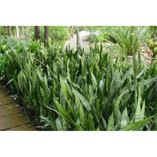 Cây lưỡi hổ viền xanh - giao cây rể trần