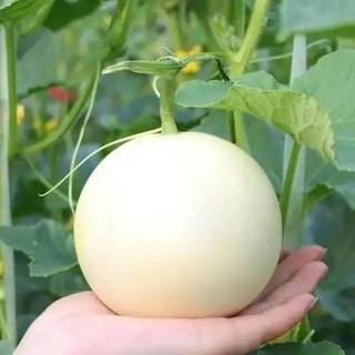 Hạt giống Dưa Lê Thanh Châu, kháng bệnh tốt, sinh trưởng khoẻ, năng xuất cao - gói 30 hạt