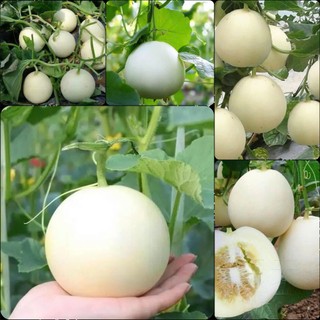 Hạt giống Dưa Lê Thanh Châu, kháng bệnh tốt, sinh trưởng khoẻ, năng xuất cao - gói 30 hạt
