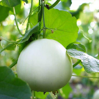 Hạt giống Dưa Lê Thanh Châu, kháng bệnh tốt, sinh trưởng khoẻ, năng xuất cao - gói 30 hạt
