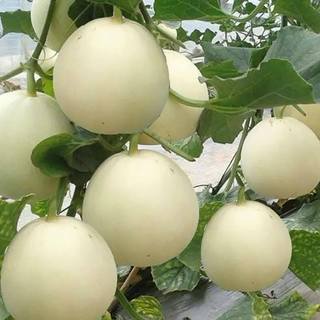 Hạt giống Dưa Lê Thanh Châu, kháng bệnh tốt, sinh trưởng khoẻ, năng xuất cao - gói 30 hạt