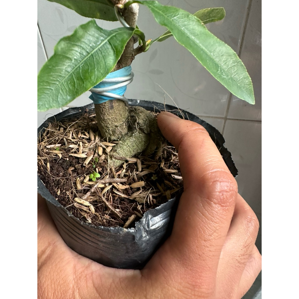 Hoa Thanh mai_cây ghép chuẩn