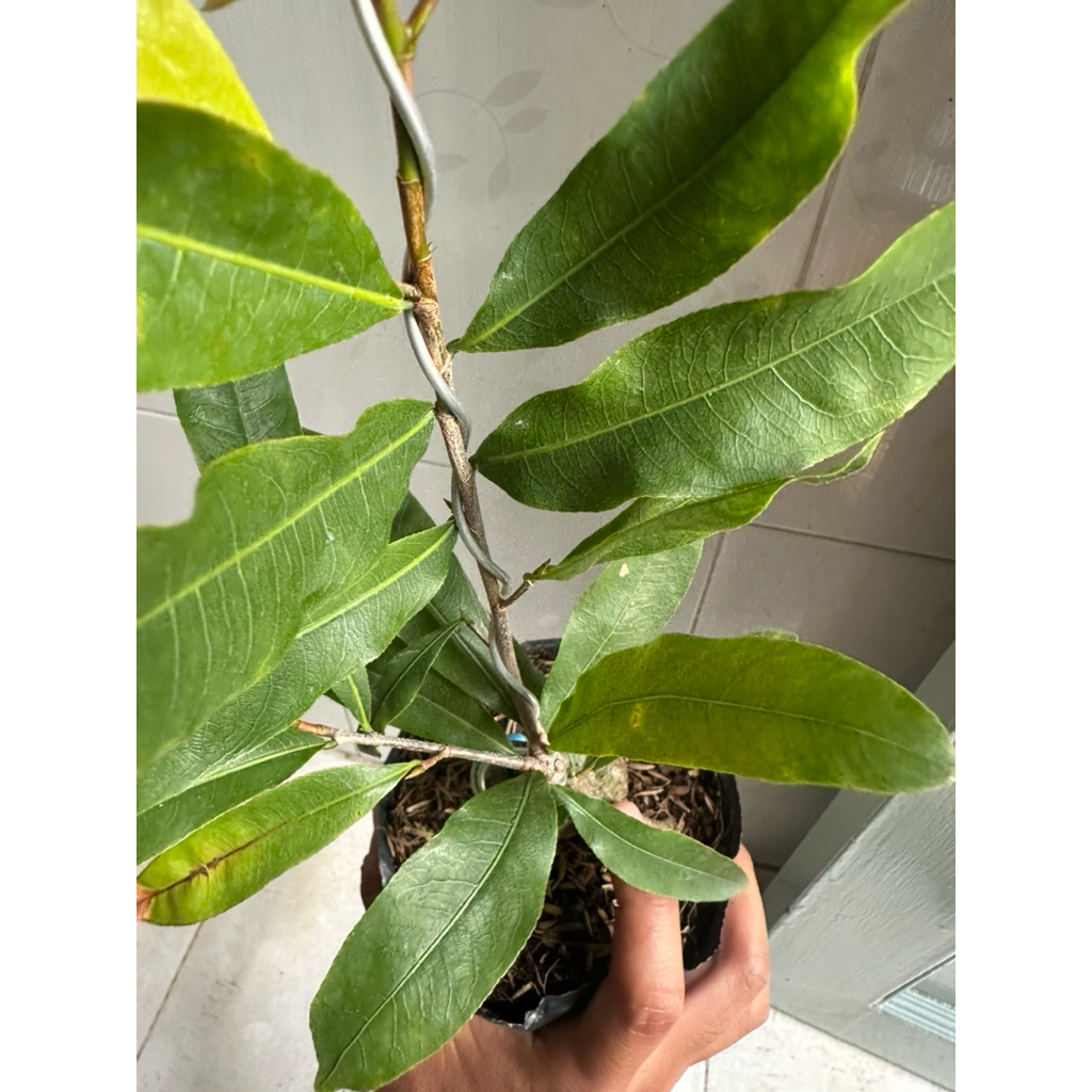 Hoa Thanh mai_cây ghép chuẩn