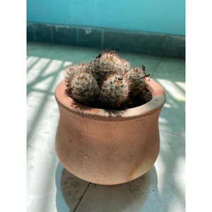 Chậu xương rồng 10x10cm - Chậu Đất nung