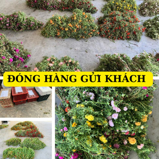 Hoa mười giờ thái đơn combo 7 màu, cây có rễ nụ hoa, nở cả ngày