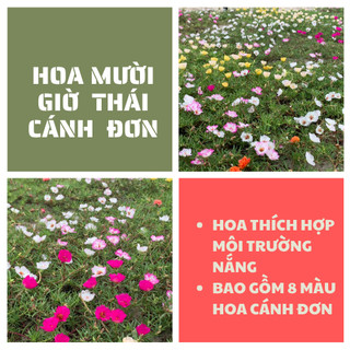 Hoa mười giờ thái đơn combo 7 màu, cây có rễ nụ hoa, nở cả ngày