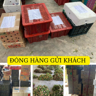 Hoa mười giờ thái đơn combo 7 màu, cây có rễ nụ hoa, nở cả ngày
