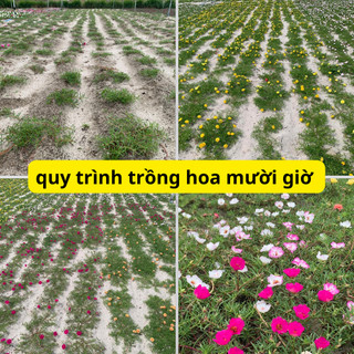 Hoa mười giờ thái đơn combo 7 màu, cây có rễ nụ hoa, nở cả ngày